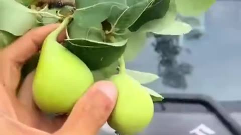 L’animale più intelligente della terra.