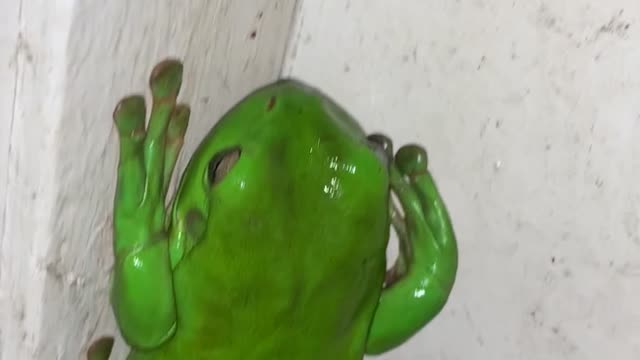 Group of Green Tree Frogs Gather Together