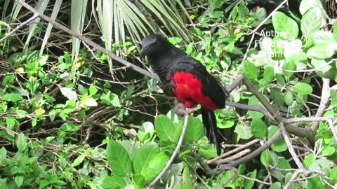 Absolutely Cute Pesquet's Parrot Sound. Must watch!