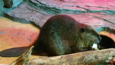 Beaver eats with closed eyes.