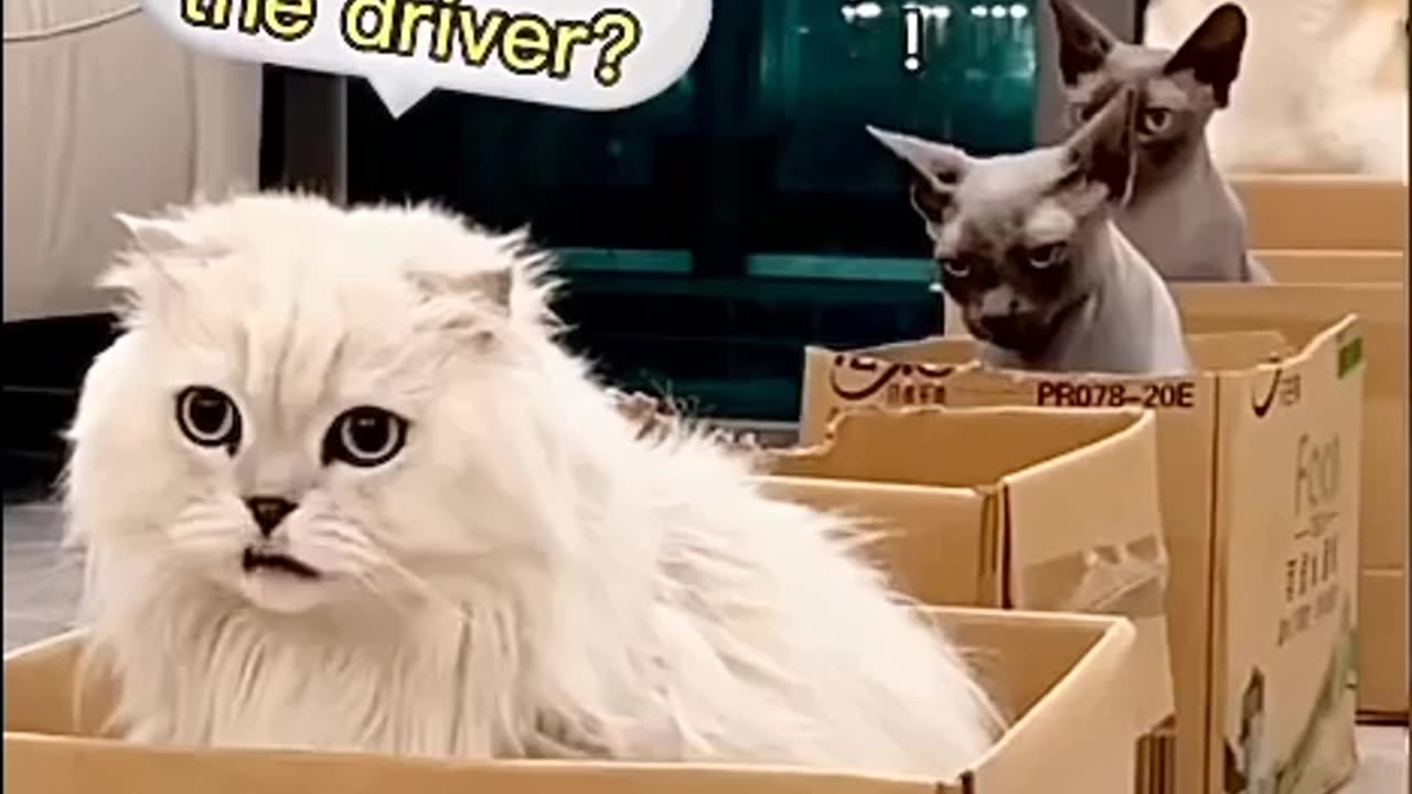 All Aboard the Cat Bus Express