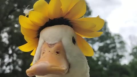 Goose Wears Flower Hat!