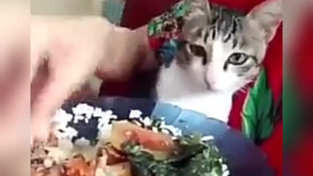 cats eat together, beautiful friendship