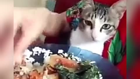 cats eat together, beautiful friendship