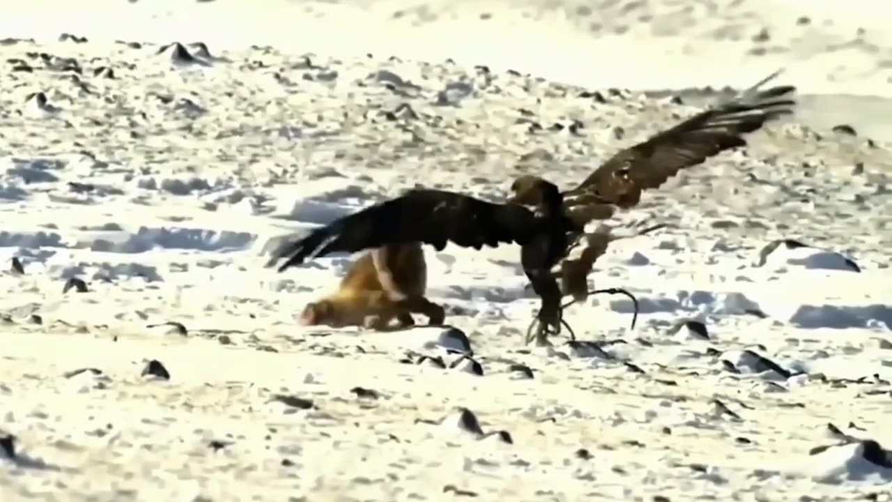 Eagle's Precision Strike: Showdown with a Crafty Fox!