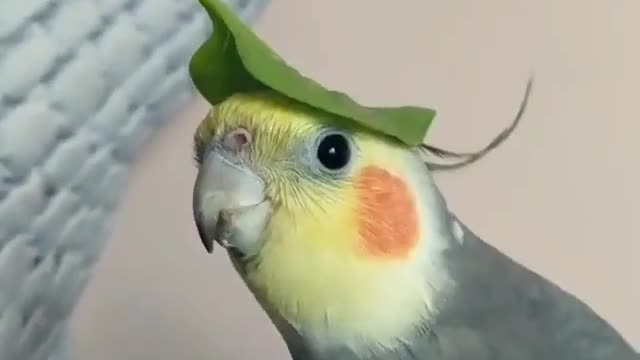 the voice kids...... I mean the voice bird