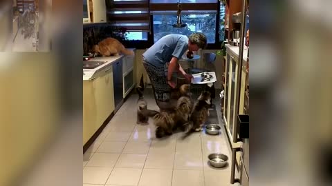 A group of cats are waiting for food