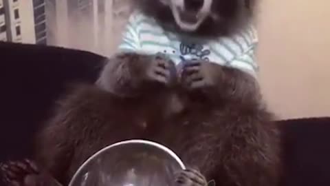 Raccoon eats grapes