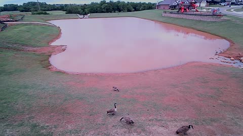 The Pond