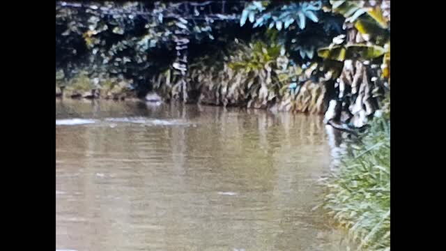 Explore Disneyland and Take a Ride on the Jungle Cruise in 1959 [No Sound]