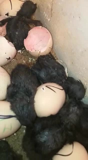 Kadaknath egg hatching video most rear seen