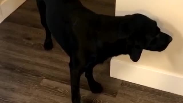 Guilty pup can't even make eye contact with owner