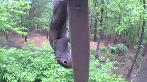 Squirrel enjoying some suet