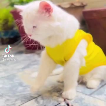 cat reaction 😂😂😂