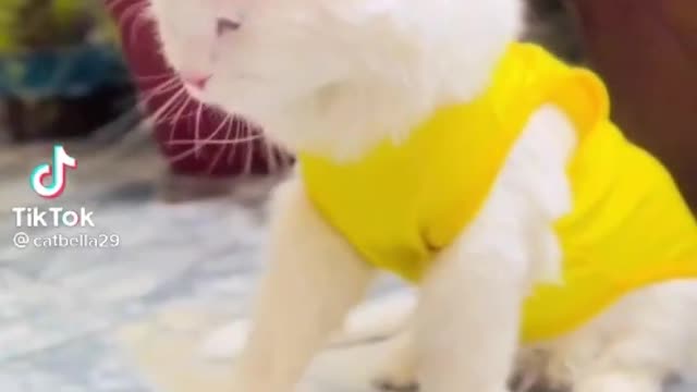 cat reaction 😂😂😂