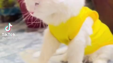 cat reaction 😂😂😂