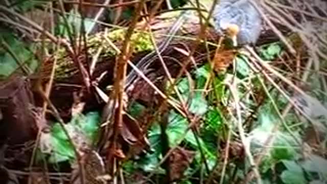 Chill little spring snake
