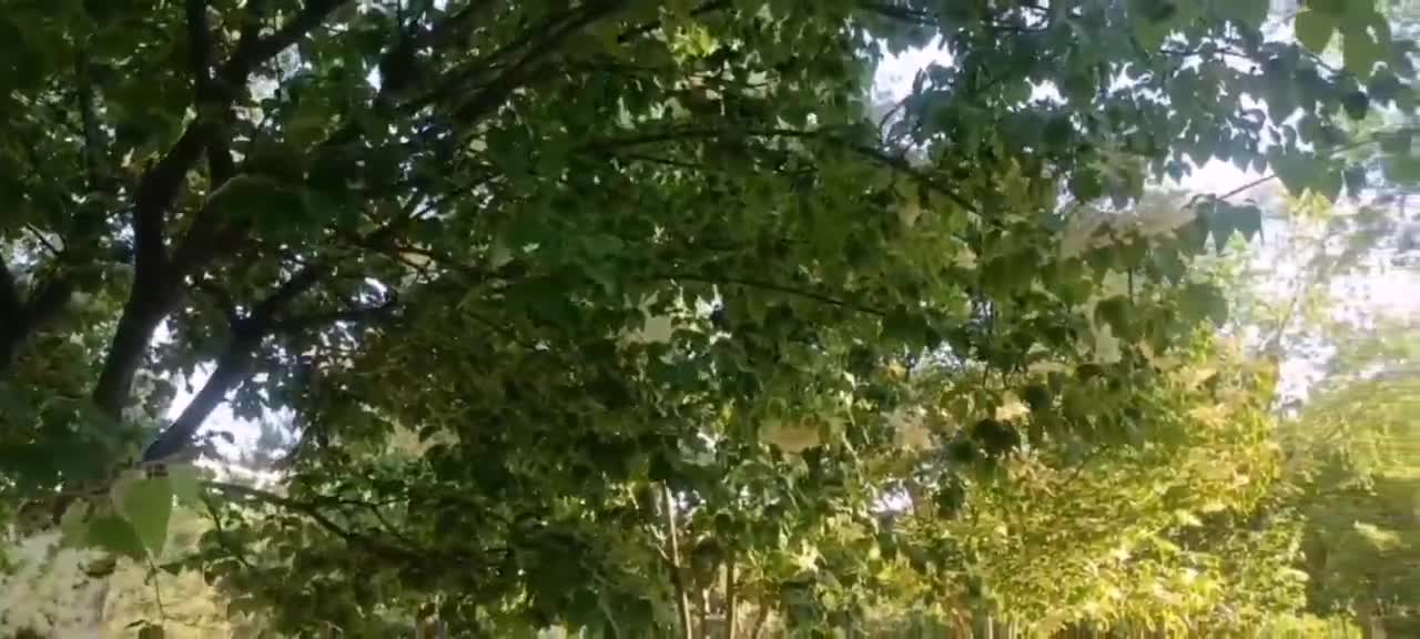 small flowers under tree