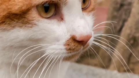 Close-up of Cat's Face