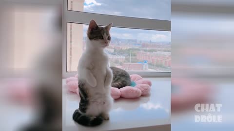 Chat à mourrir de rire