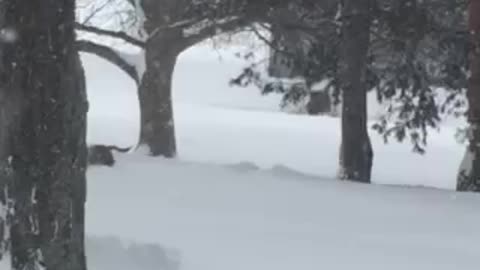 Burt and Daisy romping in the snow