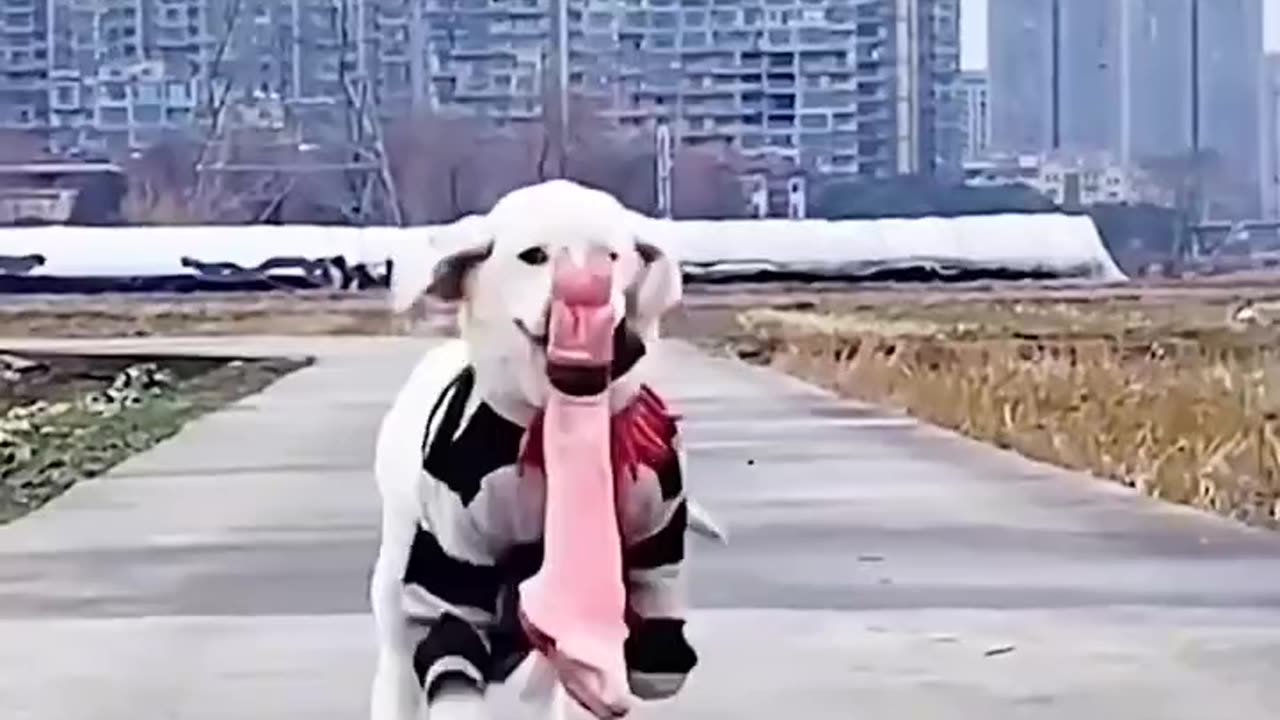 Cute thief dog