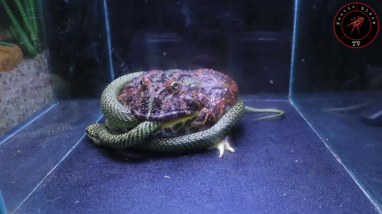 The frog Pacman ornata vs snake