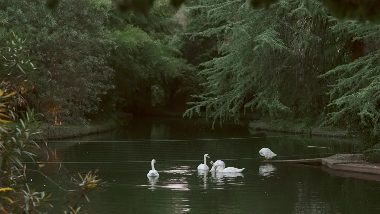 Beautiful ducks swimming in lake