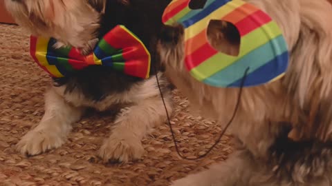 Dogs Wearing Masks