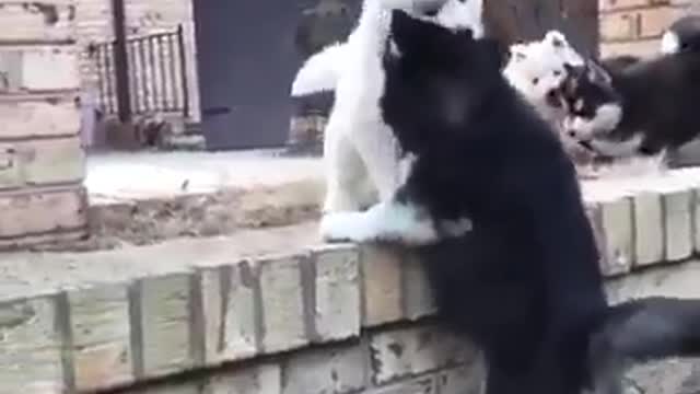 Alaskan Malamute puppy asking for a help.