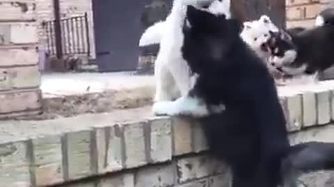 Alaskan Malamute puppy asking for a help.