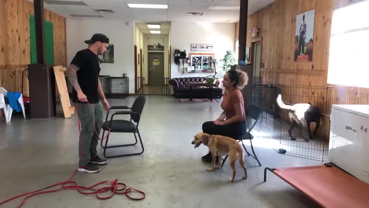 Dog training leash reactive