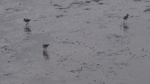 Common Redshank Birds On A Estuary In Great Britain