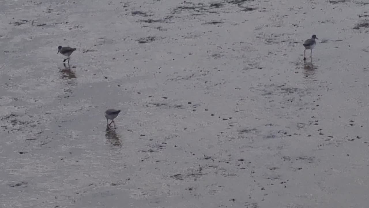 Common Redshank Birds On A Estuary In Great Britain