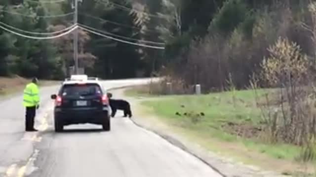 Cop Stumped When Bear Refuses To Move, Looks Closer And Acts Fast