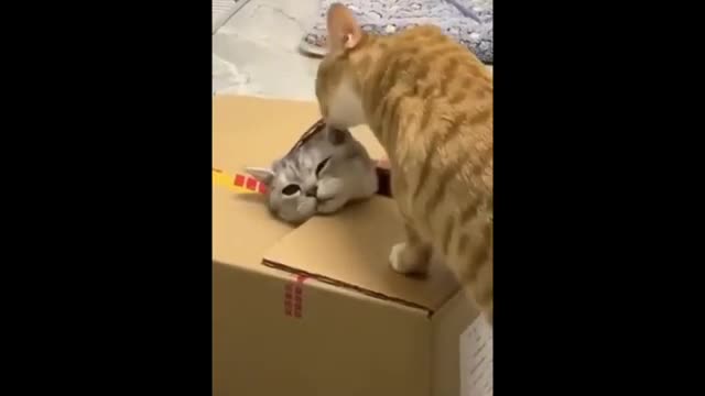 Cat funny video