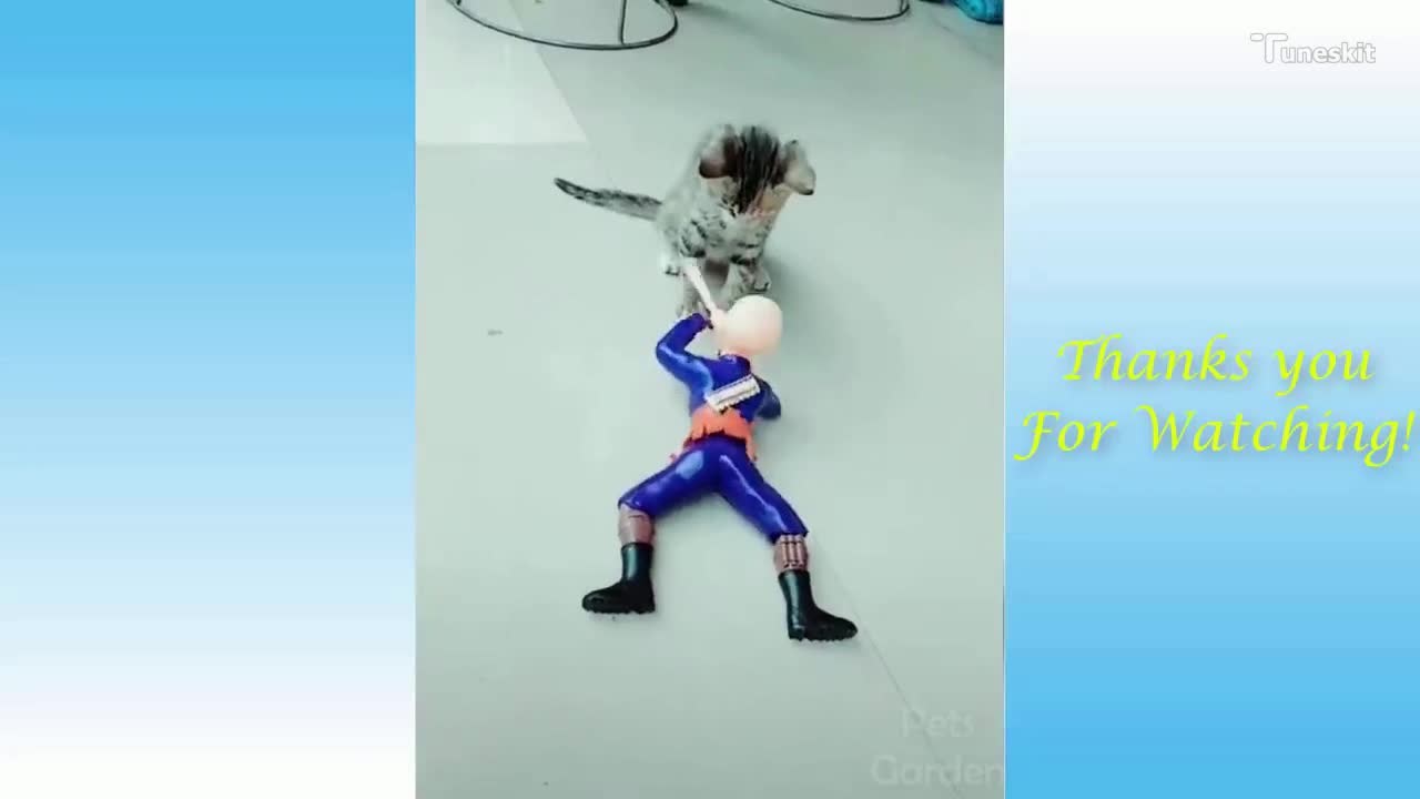 Funny Cats and Cute Kittens Compilation 2021_2