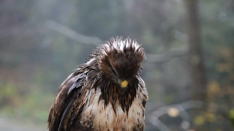 Birds لا يفوتك هذا الطائر