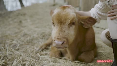 beautiful cow in brown color