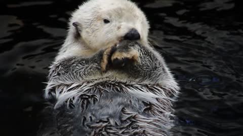 Close-up Otter Swimming