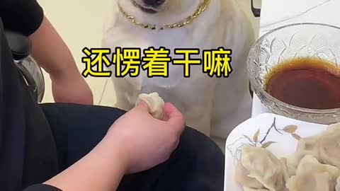 Dog fee​l upset with his own look so cute and funny dog