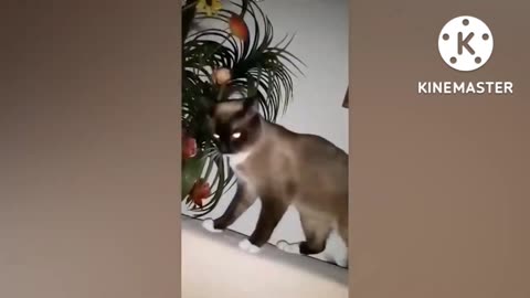 2022 funny cute cat playing Tanis ball very funny