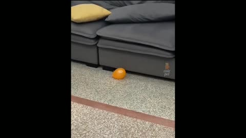 Funny Cat Videos 😹