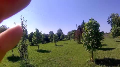 PawPaw Paw Paw trees seedling walkaround