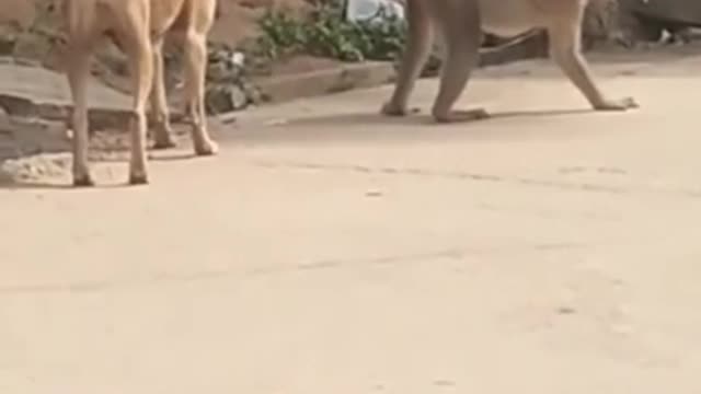 Super funny animals video