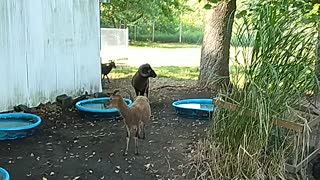 City Soay Sheep Farm