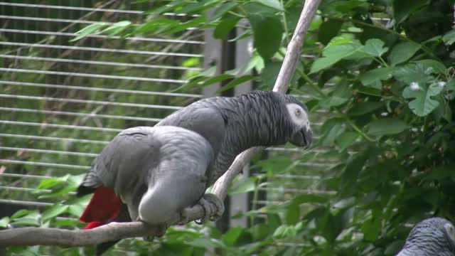 african grey parrots sitting on tree branch