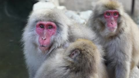 Japanmakaken im Jigokudani Monkey Park bei der Fellpflege.webm