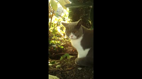 Cute Cat sitting and sniffing in the bushes in Germany-Video