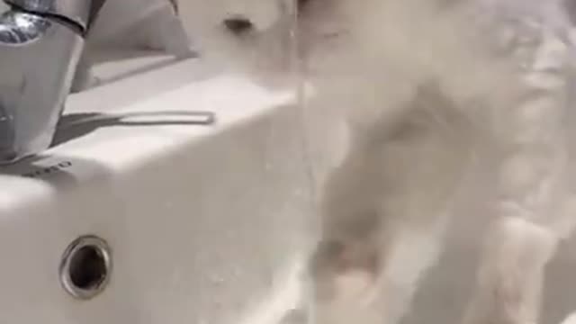 This Super Cute Cat Drinking Water From Water Tab | Funny Cats Shorts